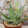 Close-up front view of Aloe Delta Lights showing green, mottled triangular leaves in a small brown pot with pebble top dressing