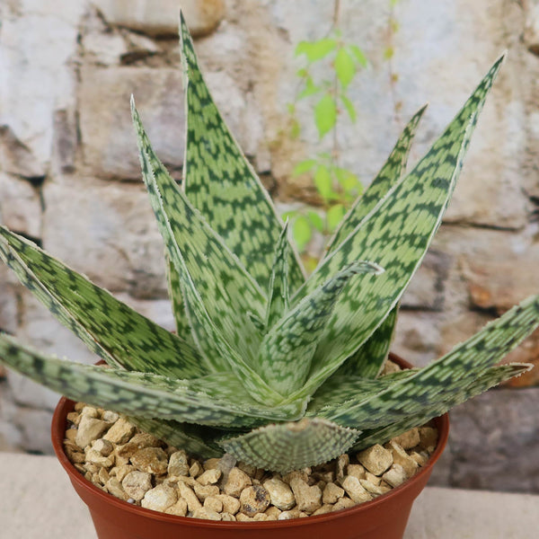 Aloe Delta Lights