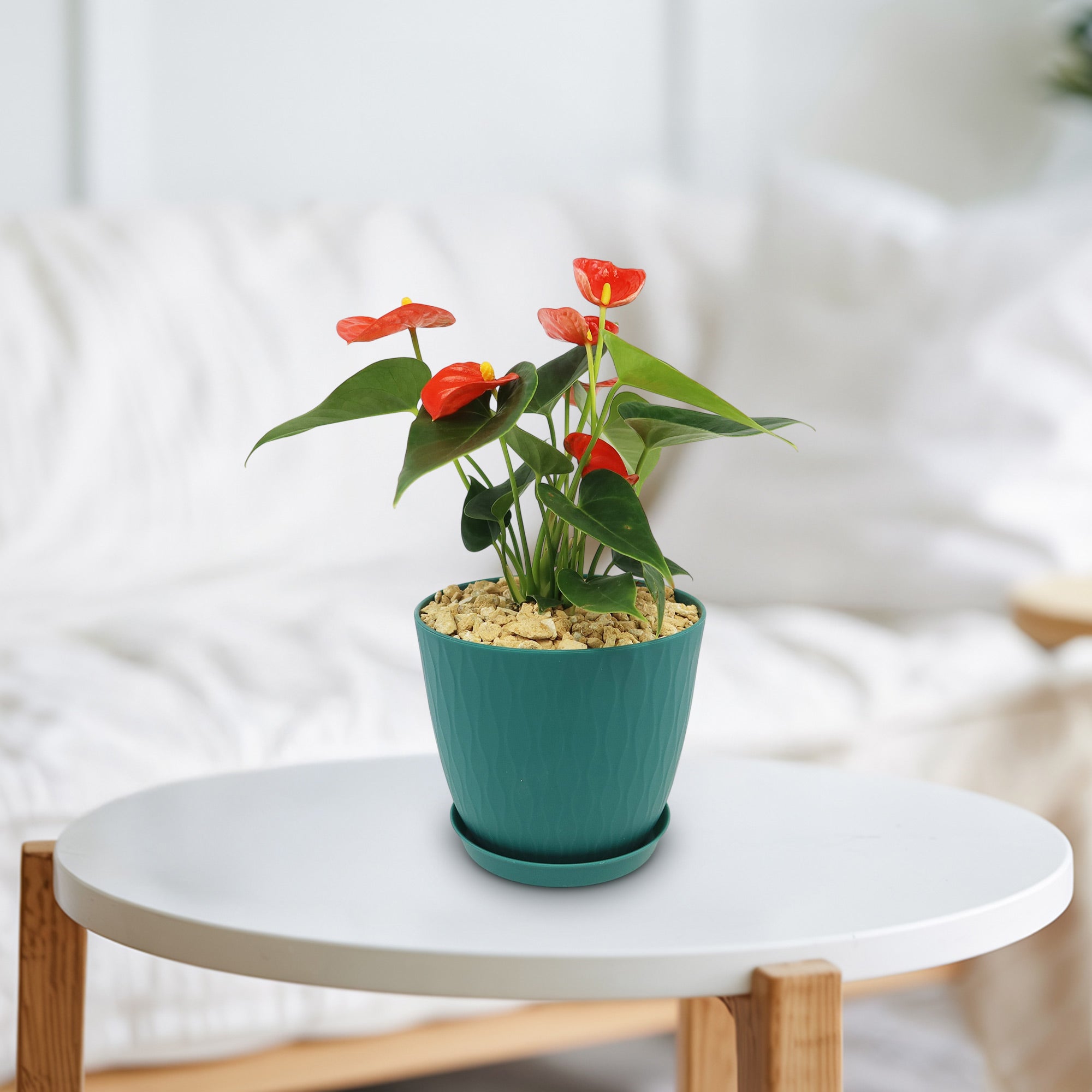 Orange Anthurium Plant – Anthurium andraeanum ‘Orange’