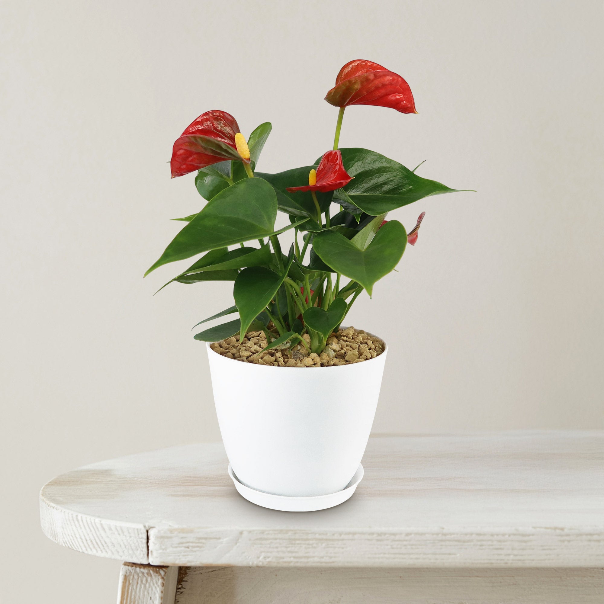 Red Flamingo Flower ‘Anthurium andraeanum’