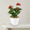 Red Flamingo Flower ‘Anthurium andraeanum’
