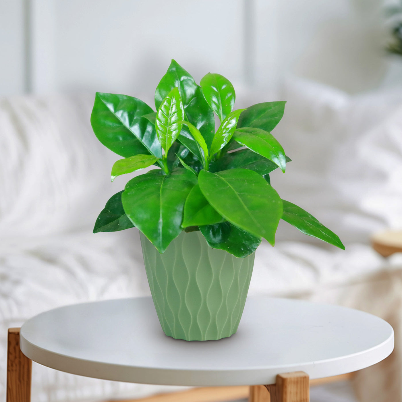 plant coffea arabica Arabica Coffee Plant ‘Coffea arabica’ 4