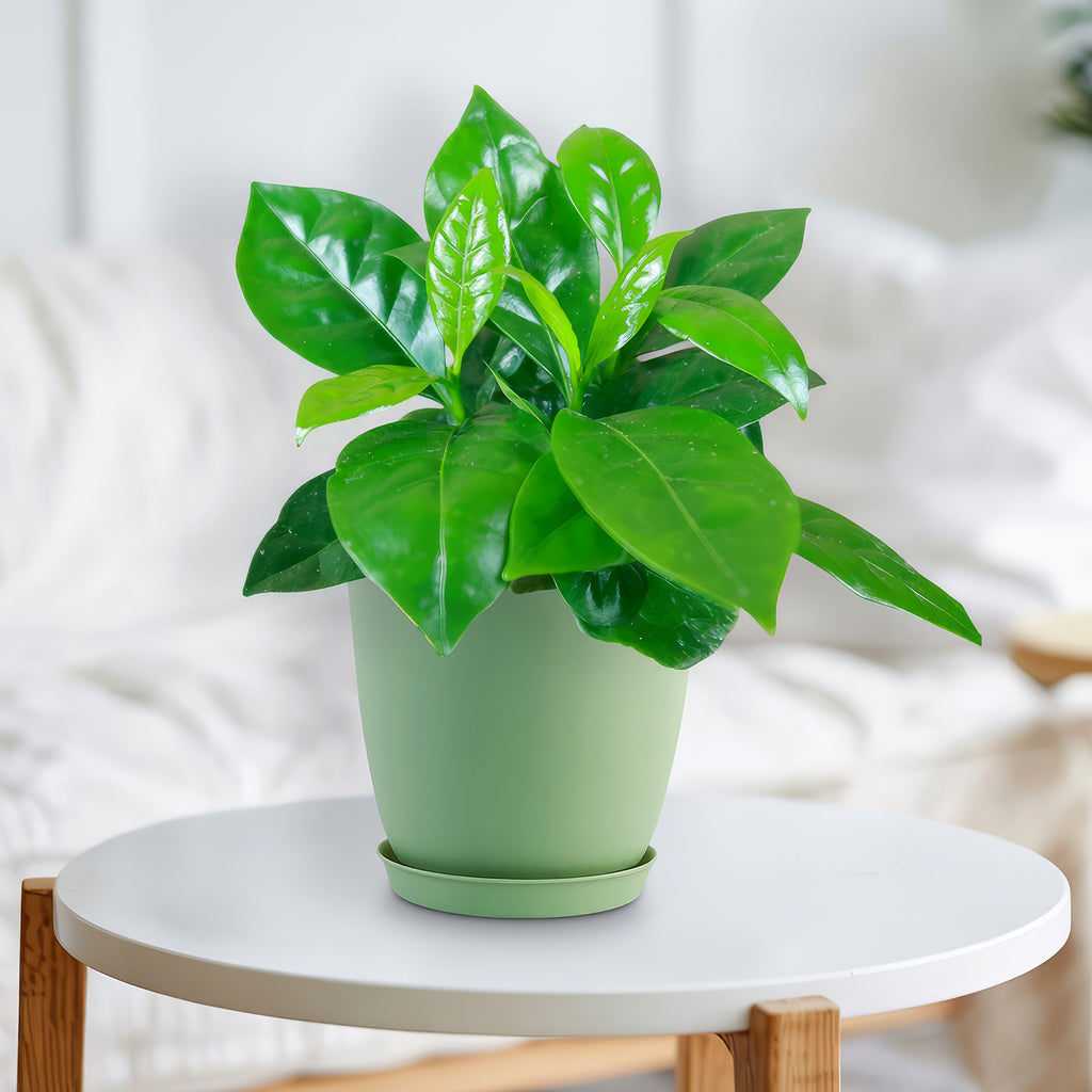 Arabica Coffee Plant ‘Coffea arabica’