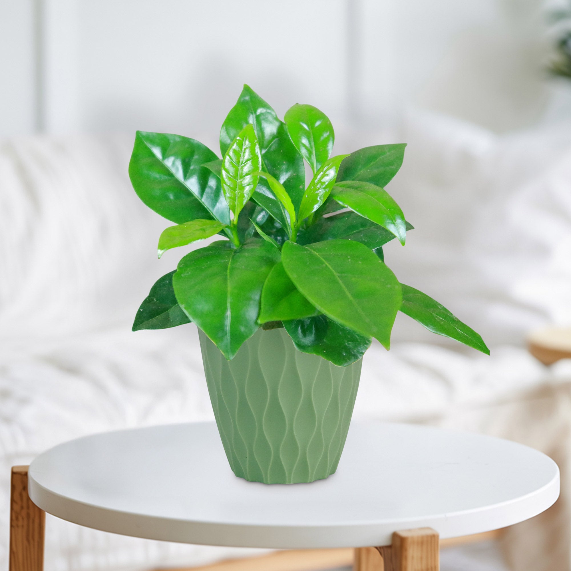 Arabica Coffee Plant with glossy green leaves in a textured light green pot on a white table, set against a softly blurred background.