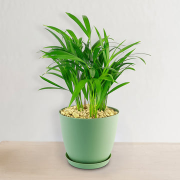 areca palm big plant Areca Palm ‘Dypsis lutescens’ 2 Gal. / Black / No Pot