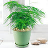 Asparagus Fern Plants - Asparagus setaceus ‘Pulmosa Fern’