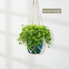 Baby Tears Plants ‘Pilea depressa’