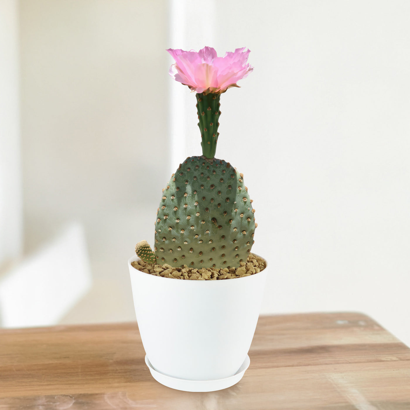 Buy 'Beavertail Cactus - Opuntia basilaris' Care and Growers Guide