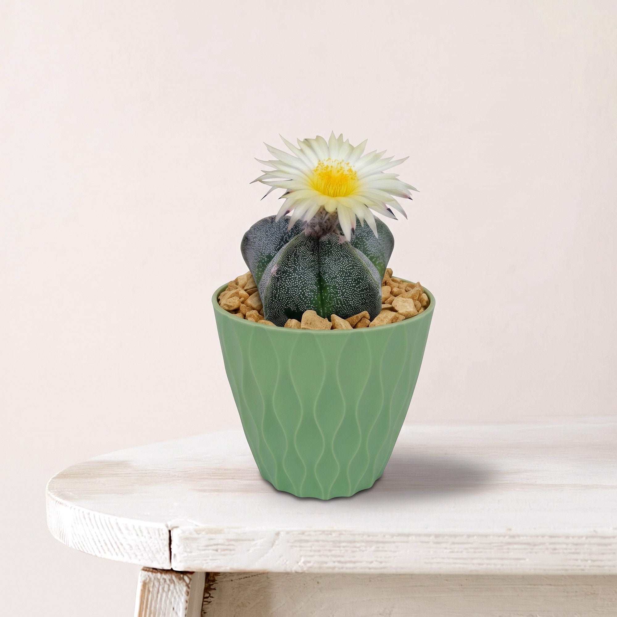 Front view of Bishop’s Cap Cactus, Astrophytum myriostigma, showcasing its green ribbed body and yellow flower in a green pot