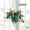 Black Pagoda Lipstick Plant - Aeschynanthus longicaulis