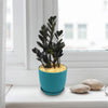 Raven ZZ Plant - Zamioculcas zamiifolia &