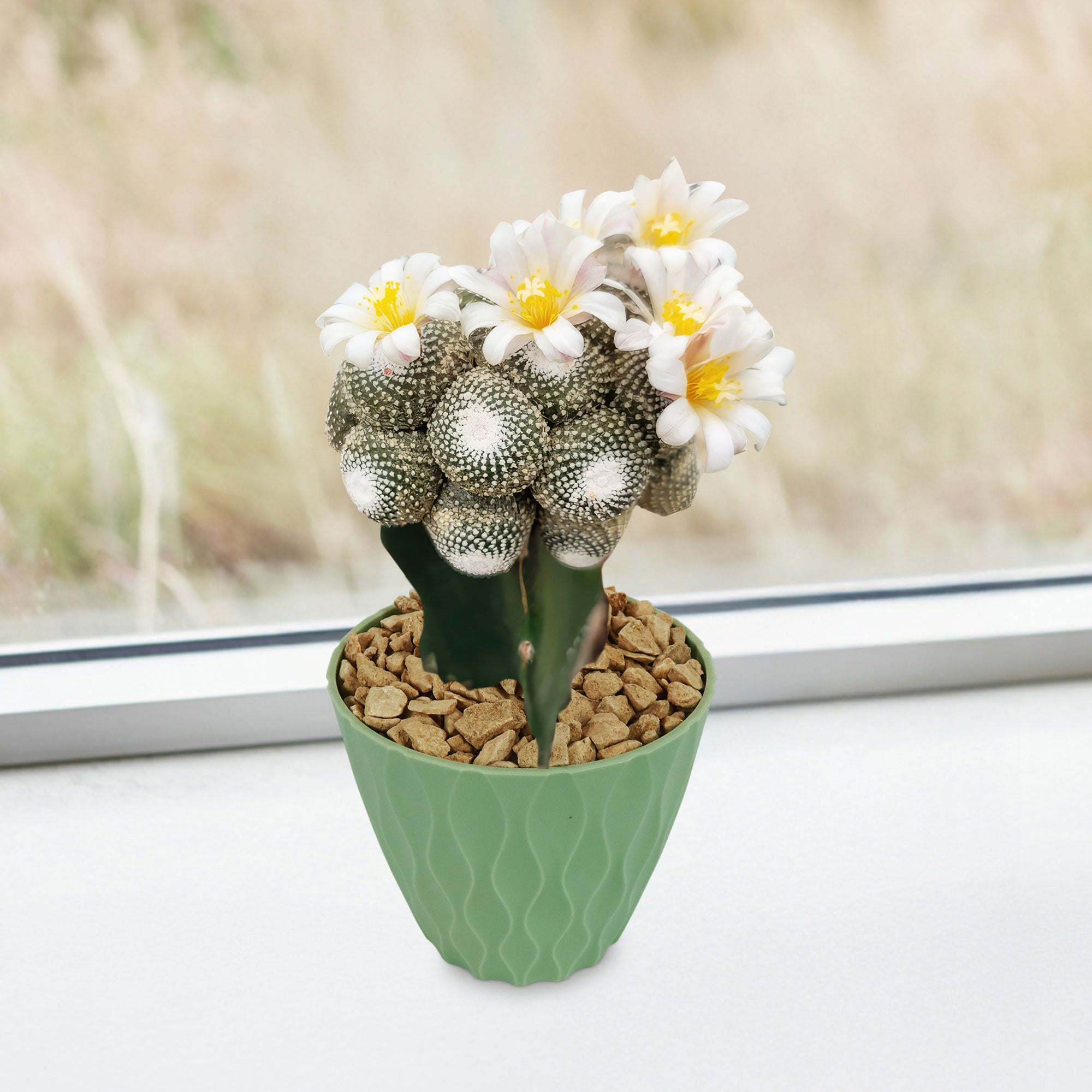 Blossfeldia liliputana grafted cactus with white and yellow flowers in a green textured pot, set on a white surface near a window.