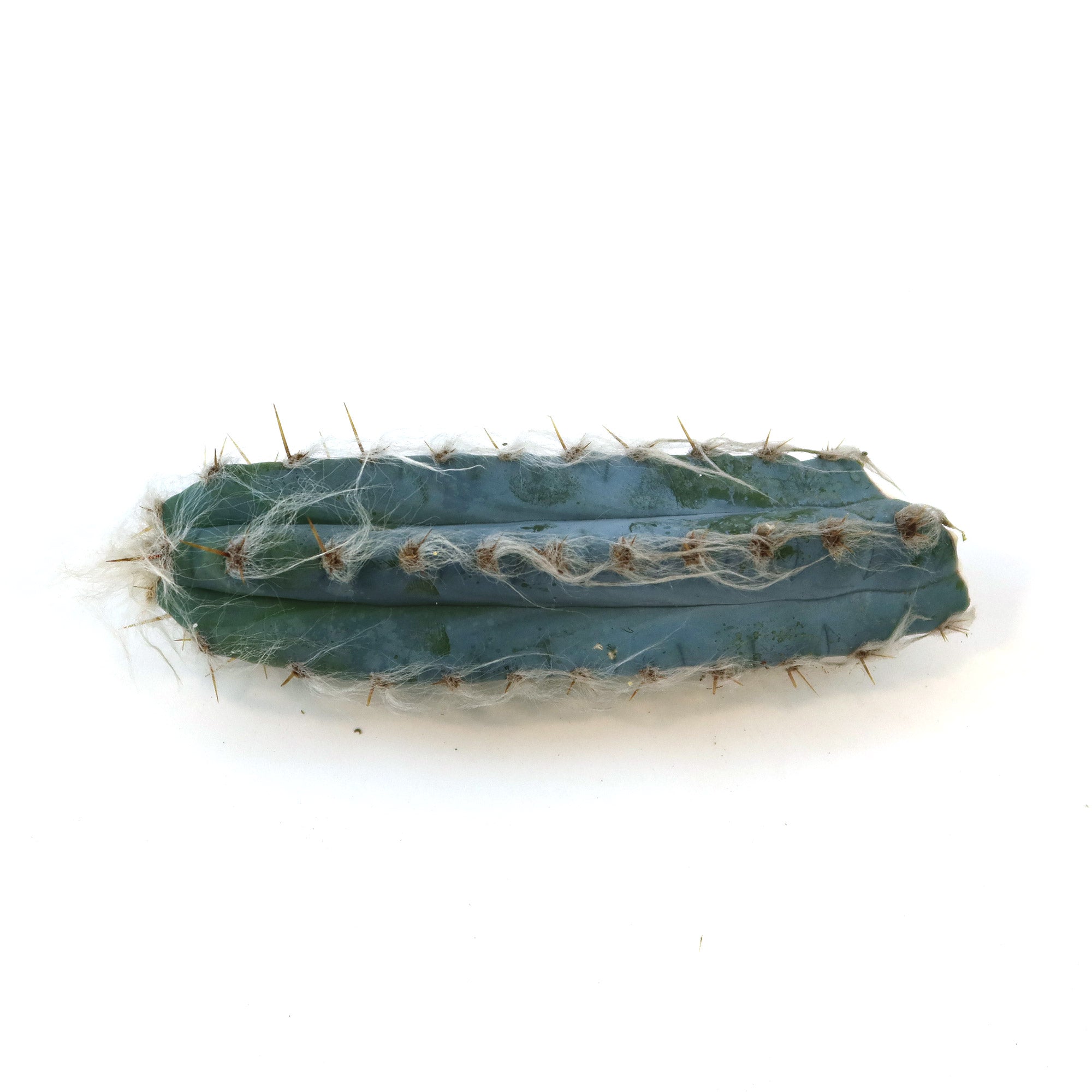 Blue Torch Cactus cutting with blue-green ridged stem, white fuzzy patches, and sharp spines, ideal for propagation.