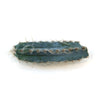 Blue Torch Cactus cutting with blue-green ridged stem, white fuzzy patches, and sharp spines, ideal for propagation.