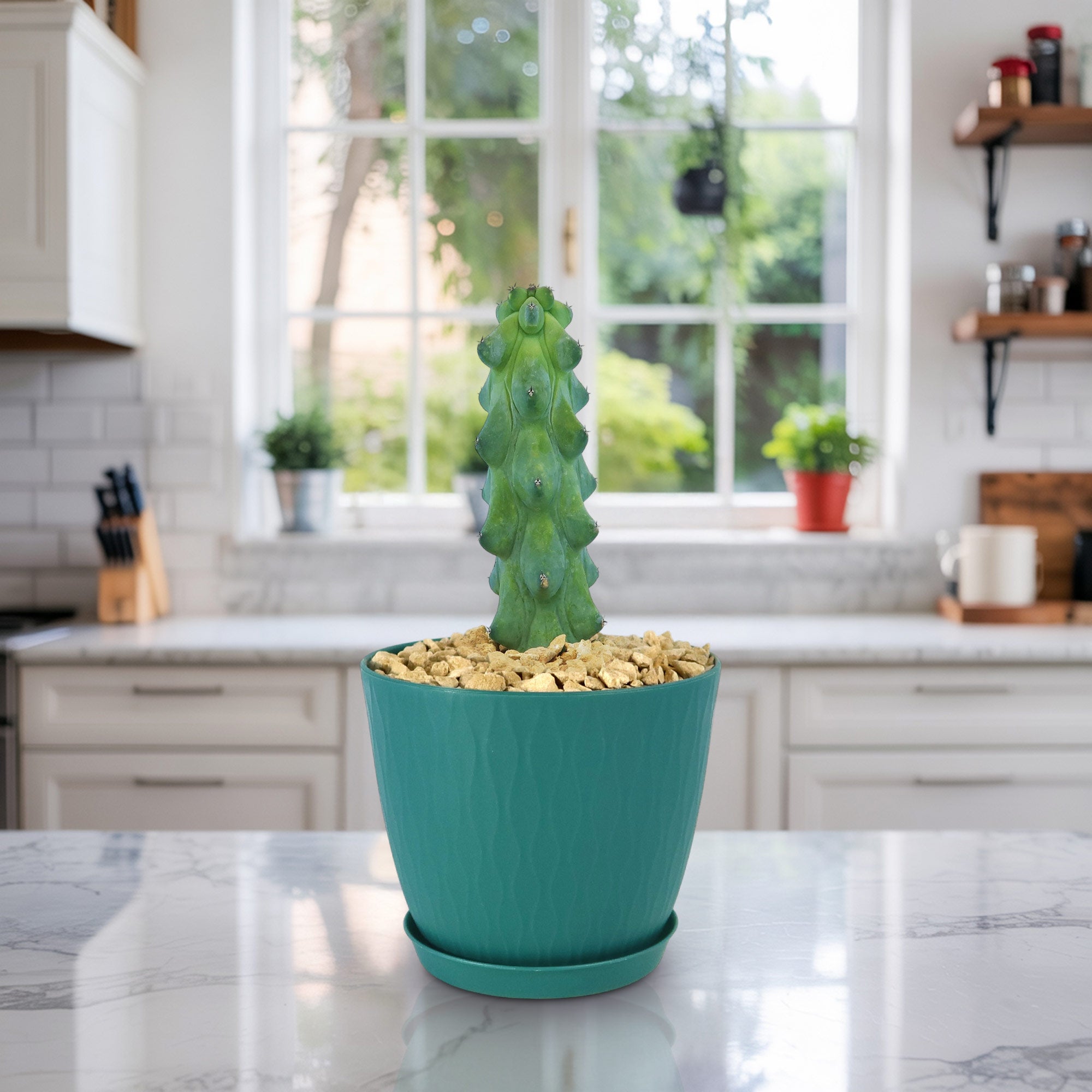 Boobie Cactus -Myrtillocactus geometrizans fukurokuryuzinboku