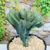 Dinosaur Back Plant ‘Myrtillocactus Geometrizans’ with wavy blue-green stems in a black pot, light gravel, stone wall and vines behind.