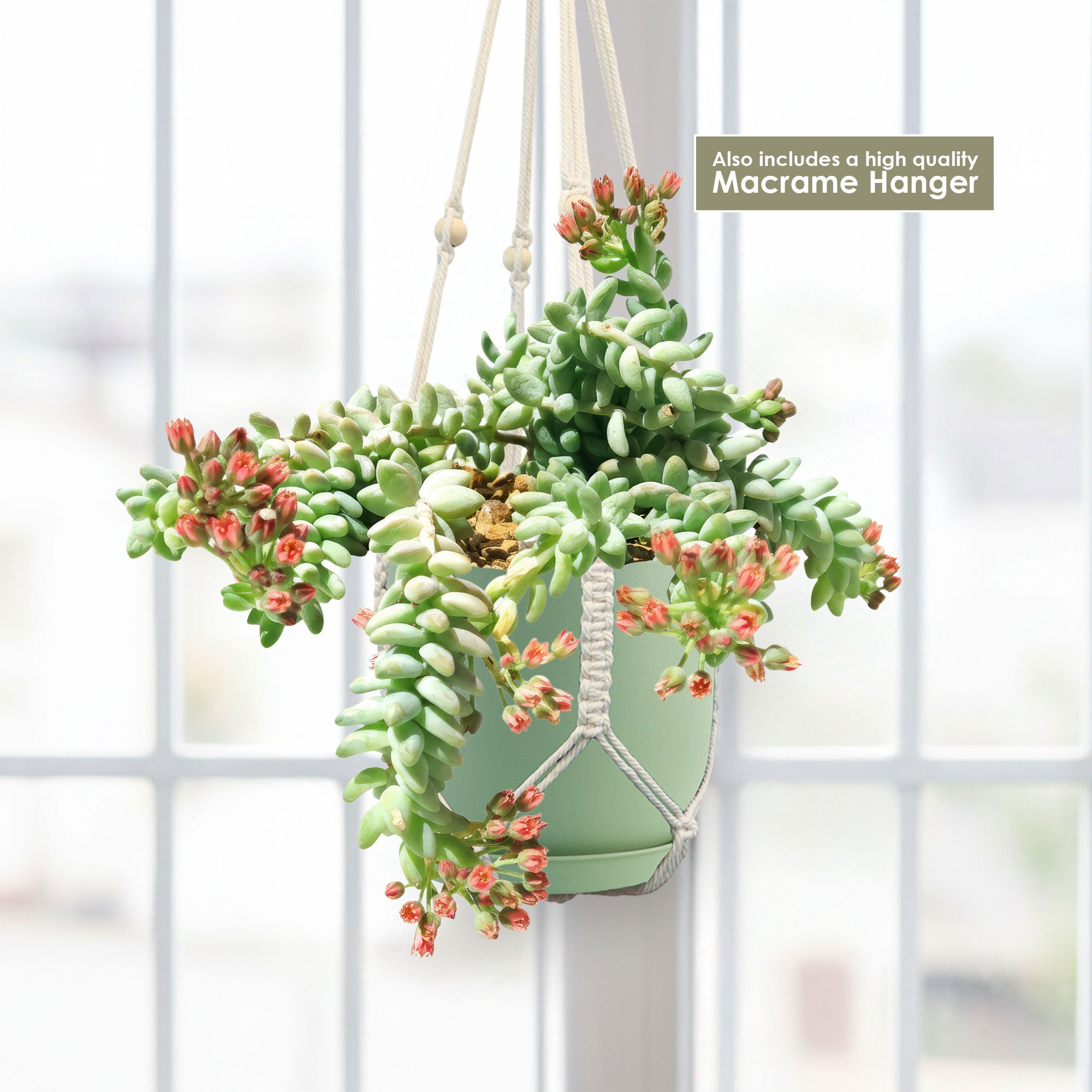 Burro’s Tail Succulent with green, red-tipped leaves in a white macrame hanger, displayed by a bright window. Macrame hanger included.