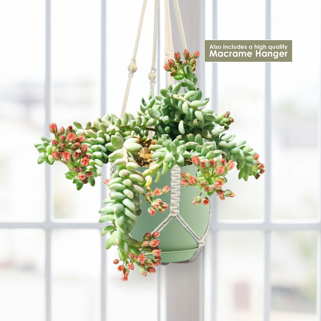 Burro’s Tail Succulent with green, red-tipped leaves in a white macrame hanger, displayed by a bright window. Macrame hanger included.