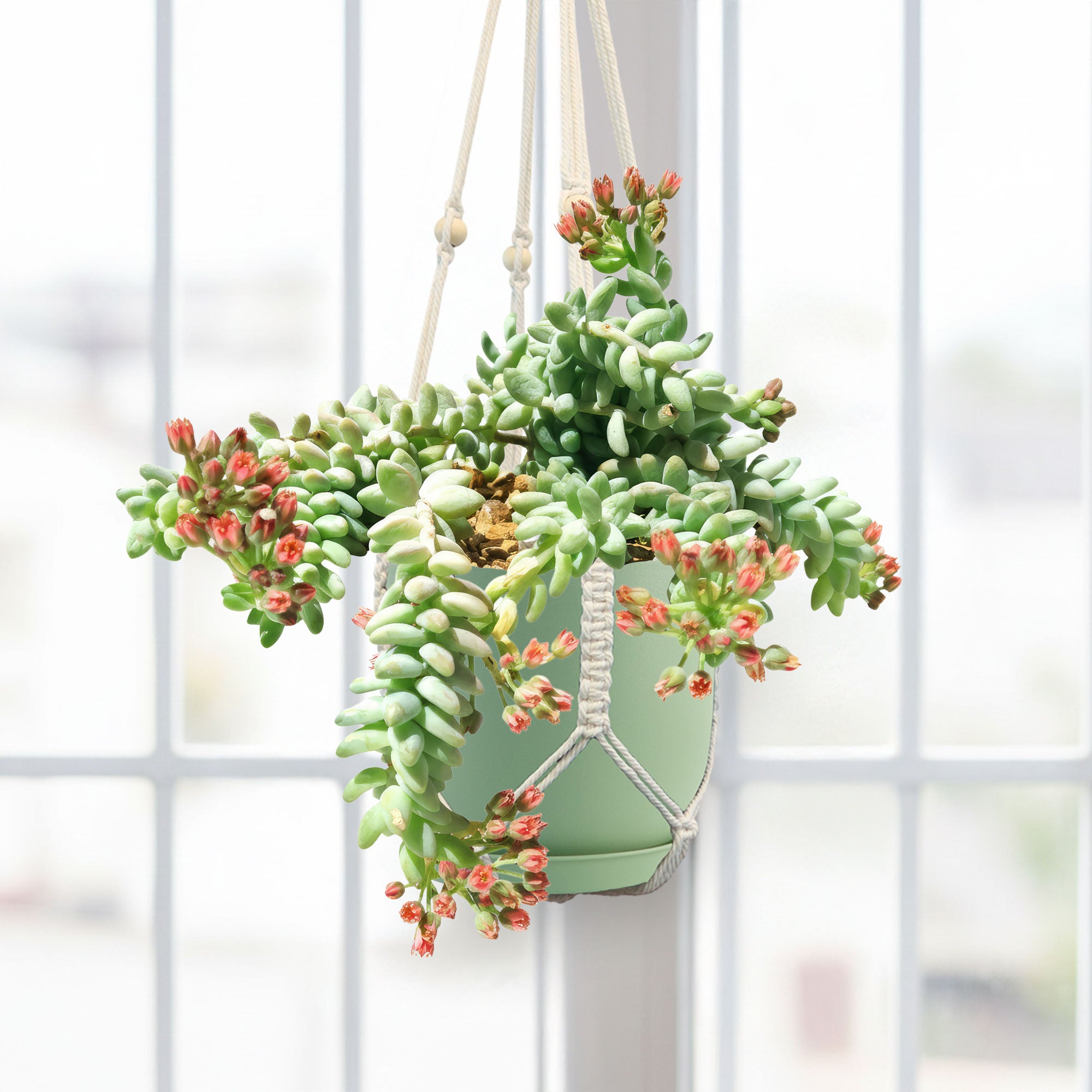 Burro’s Tail Succulent - Sedum morganianum ‘Burrito’