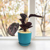 Calathea dottie