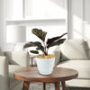 Pinstripe plant ‘Calathea ornata’