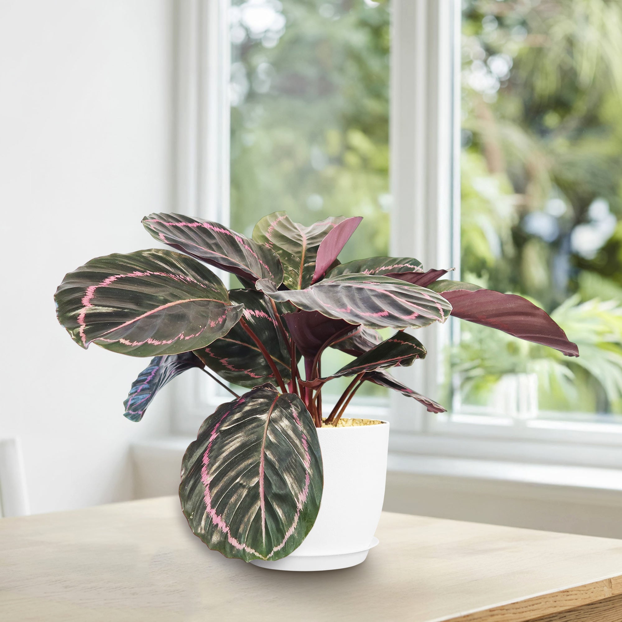 Calathea dottie