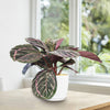 Calathea dottie
