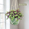 Calico kitten succulent in 6-inch green hanging pot with macrame hanger. Also includes a high quality Macrame Hanger