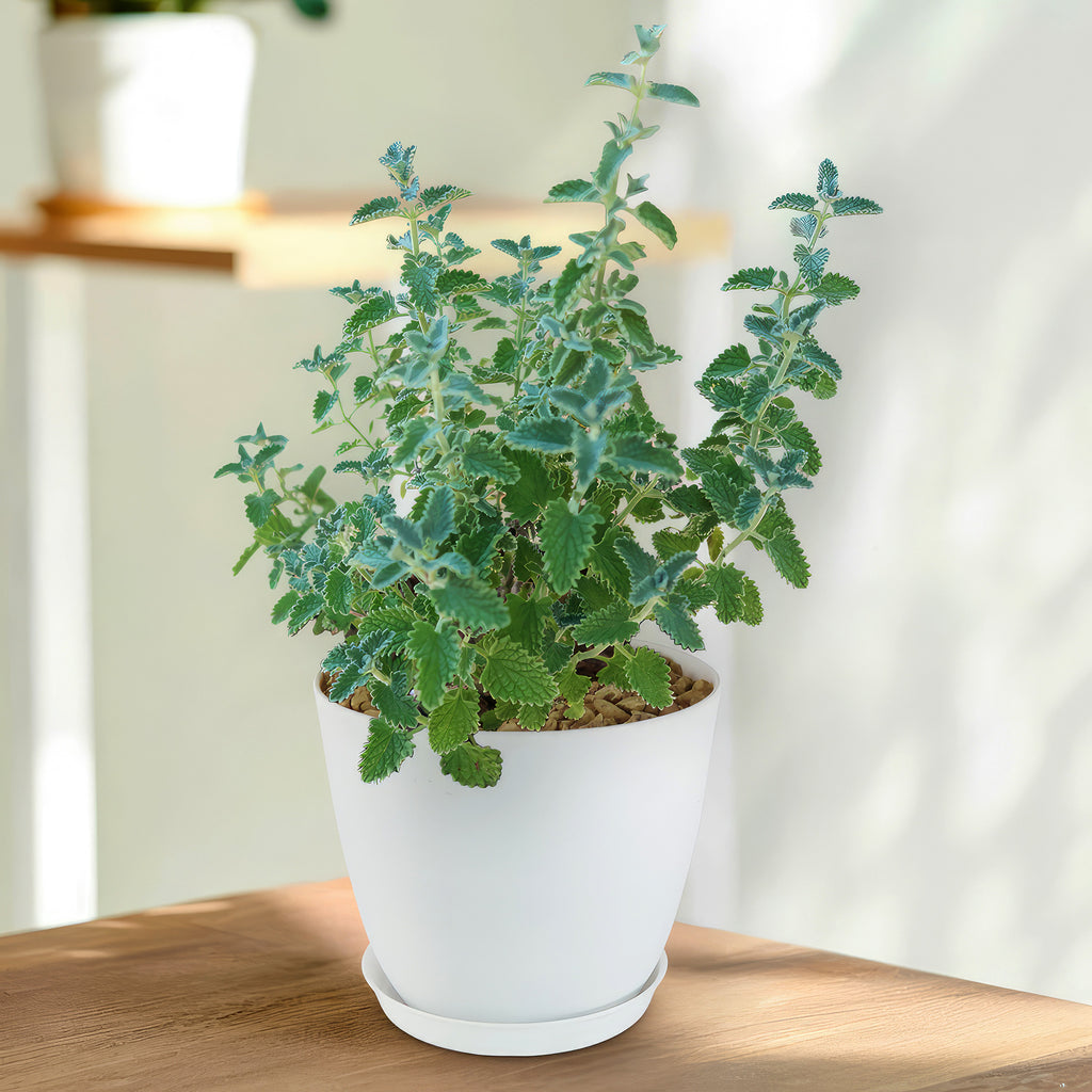 Catmint Plant ‘Nepeta faassenii’