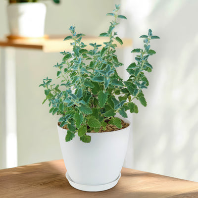indoor peppermint plants for sale Shop 'Catmint Plant – Nepeta faassenii' Care & Growing Guide Planet Desert