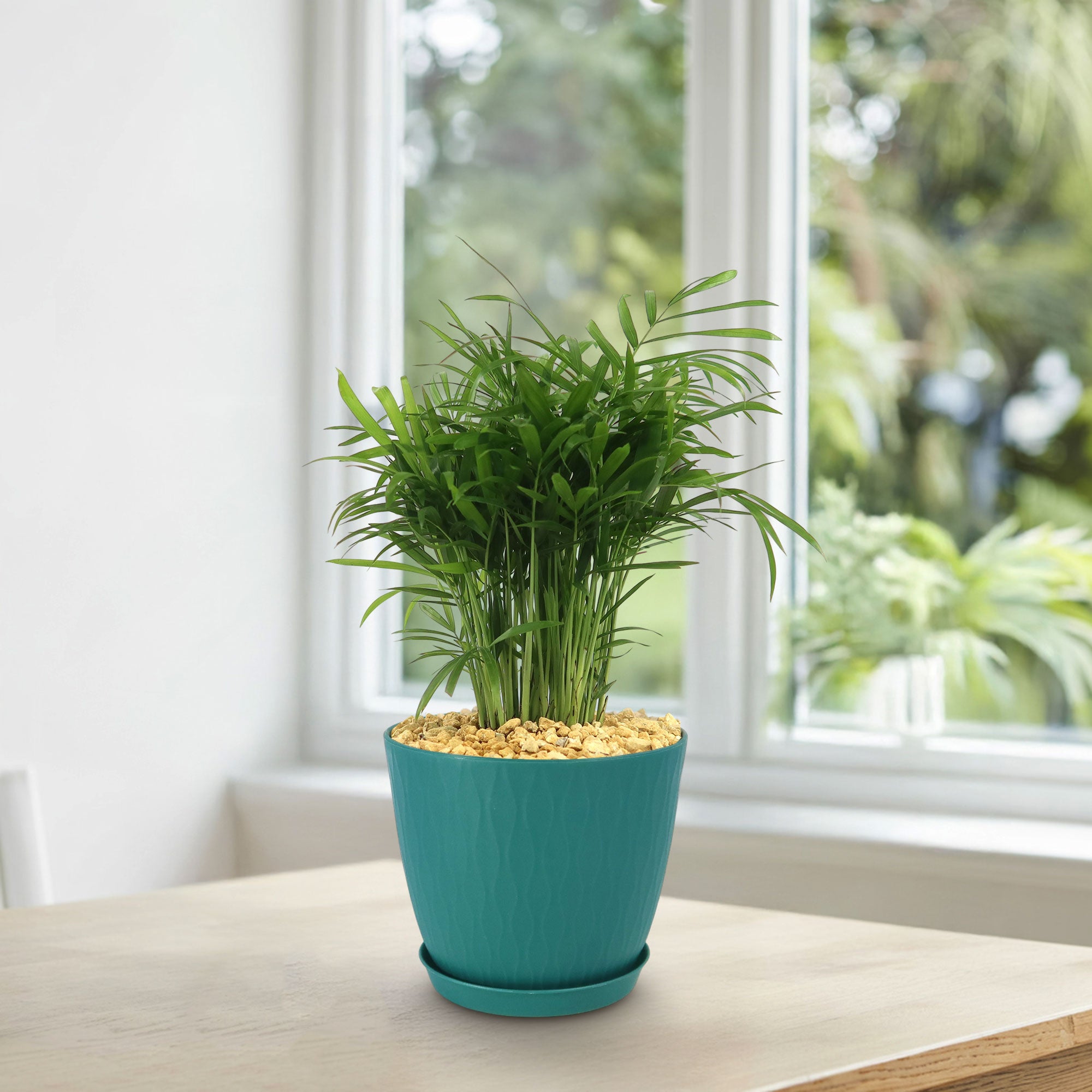 Parlor Palm ‘Chamaedorea elegans’ (Neanthe Bella Palm) 