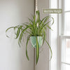 Spider Plant ‘Chlorophytum comosum’