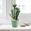 A Cholla Cactus with upright green stems in a pot on a white windowsill, next to smooth stones and sunlight streaming through.