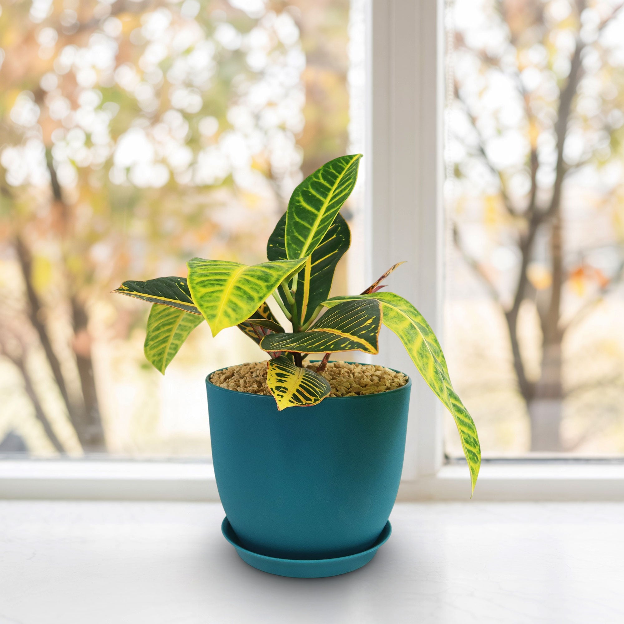 Croton Petra Plant - Codiaeum variegatum ‘Petra’