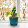 Croton Petra Plant - Codiaeum variegatum ‘Petra’