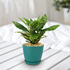 Croton Gold Dust - Codiaeum variegatum ‘Gold dust’