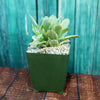 Crassula platyphylla variegata