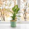 Dieffenbachia ‘Amy’ Plant