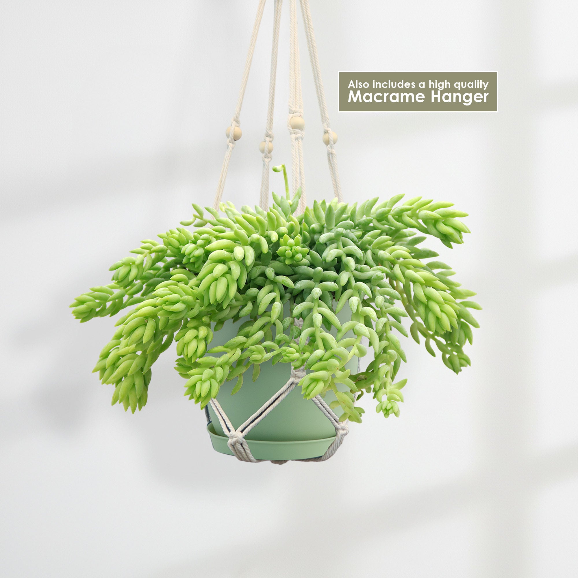 Donkey Tail Plant 'Sedum morganianum' with trailing stems in a pale green pot, hanging in a macrame holder against a blurred backdrop.