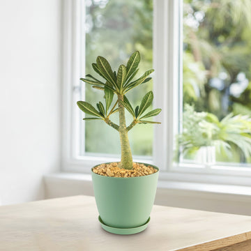 Beautiful Dorstenia Gigas | Socotra Fig Tree | Buy Yours at Planet