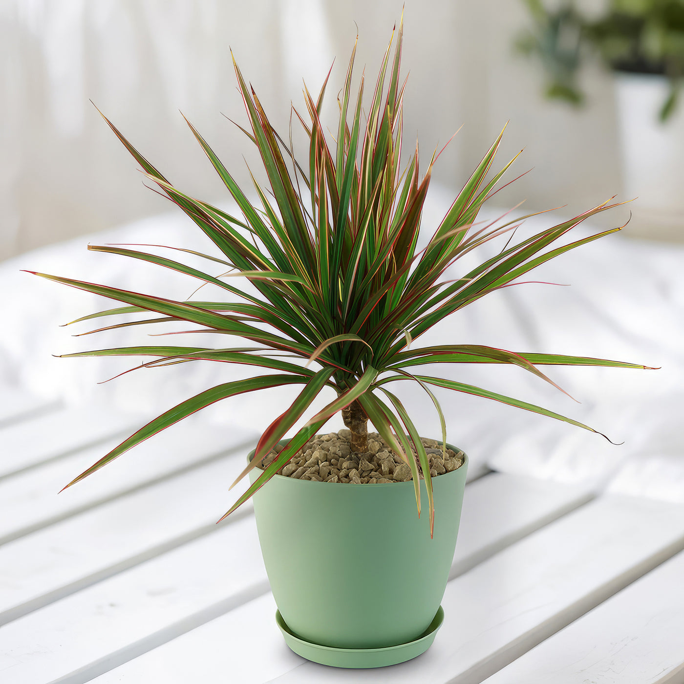 dracaena yucca care Bicolor Dragon Tree