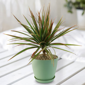 Bicolor Dragon Tree