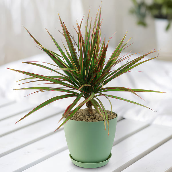 dragonnier dracaena marginata Bicolor Dragon Tree