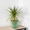 A Kiwi Dragon Tree (Dracaena ‘Kiwi Cane’) with slender green and yellow-edged leaves sits on a light wood table against a white wall.
