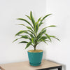 Dracaena fragrans lemon lime (Dragon Plant)