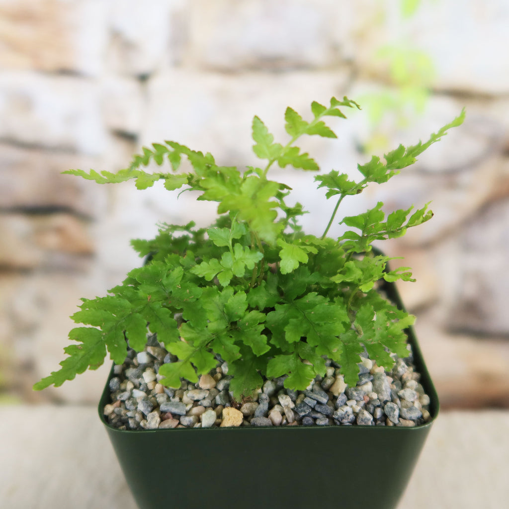 Autumn Fern ‘Dryopteris erythrosora’