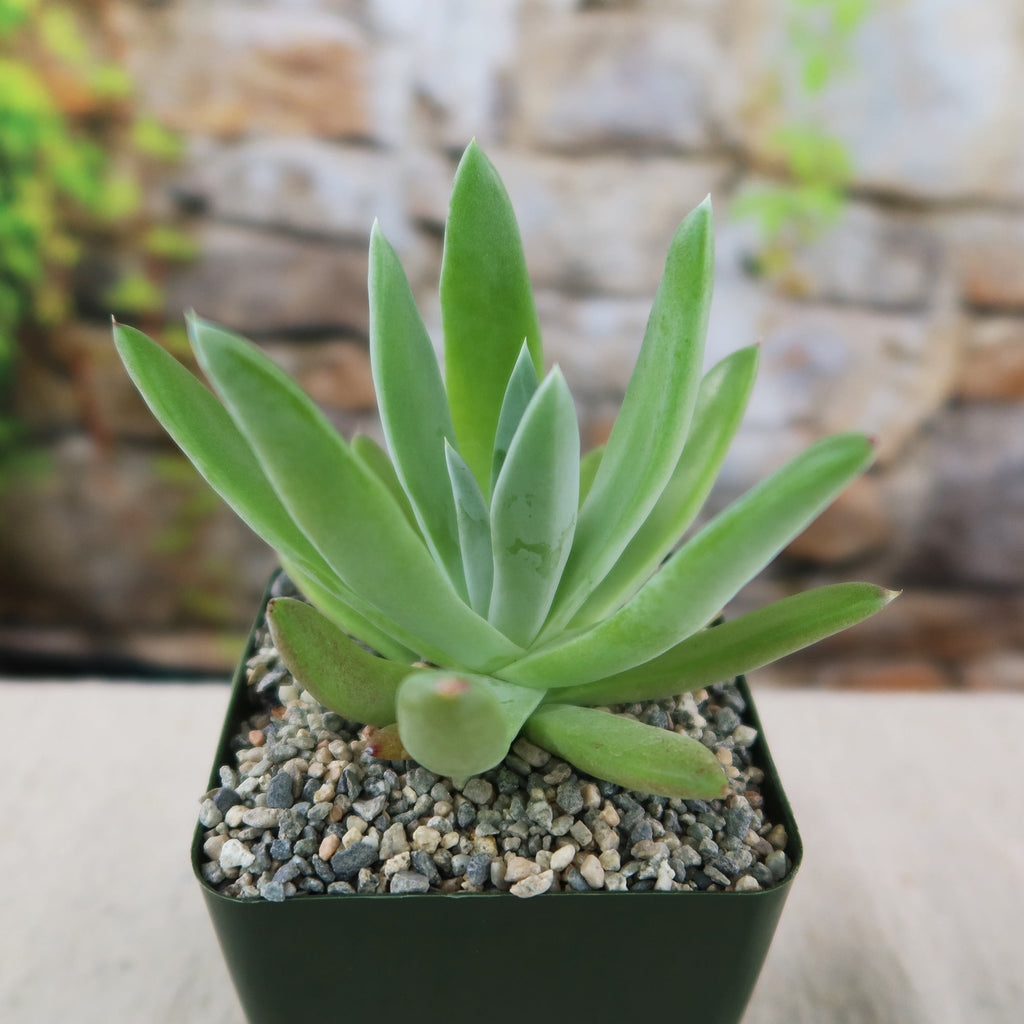 patrol_placeholder_a6ead9acc5af34cb22c78a05ed144ef7