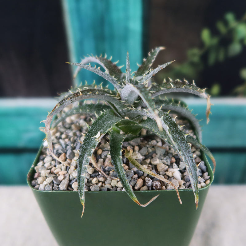 1-Collection-Image-Dyckia-