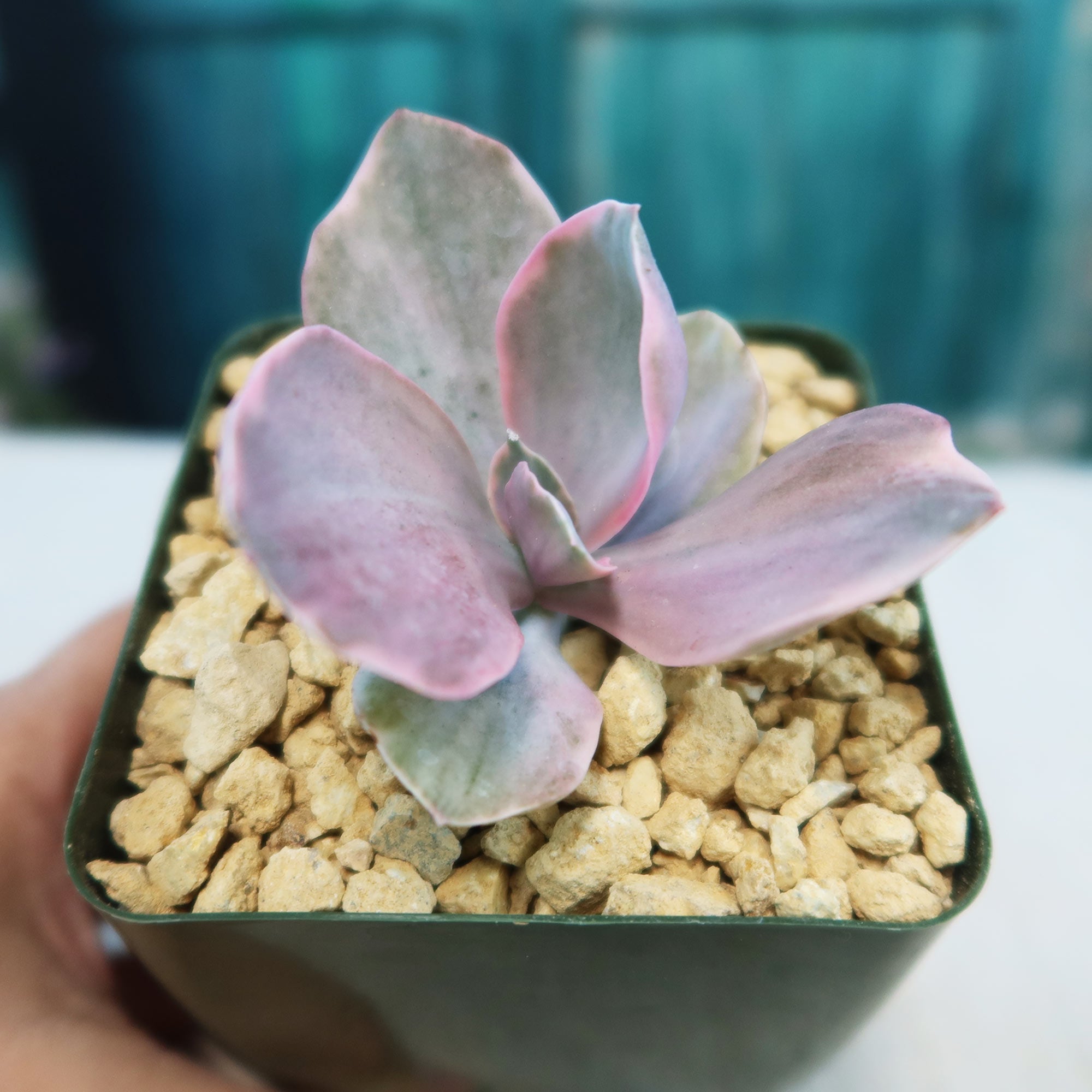 Echeveria decora