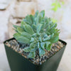 Echeveria topsy turvy cristata, a rare succulent with thick, pointed leaves, in a small square pot of pebbles on a blurred background.